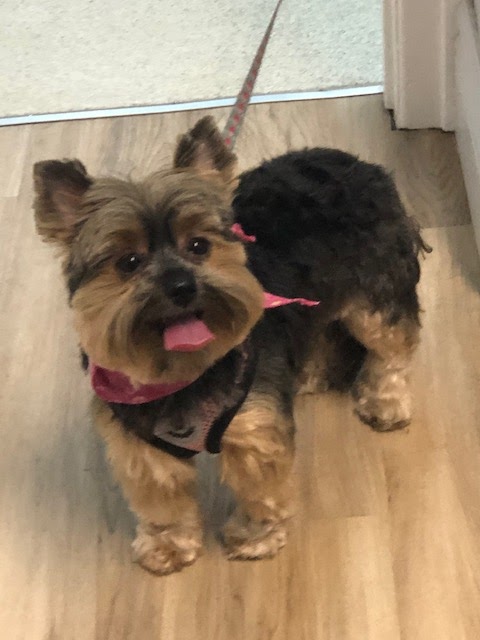 Chic Canin | 3758 Boul Henri-Bourassa E, Montréal-Nord, QC H1H 1K2, Canada | Phone: (514) 322-6572