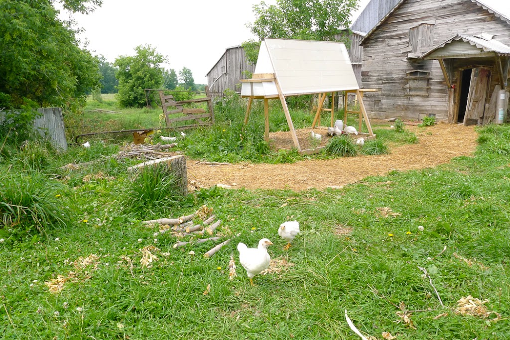 Cavaleiro Farm | 6905 18th Side Rd, Schomberg, ON L0G 1T0, Canada | Phone: (416) 729-6946