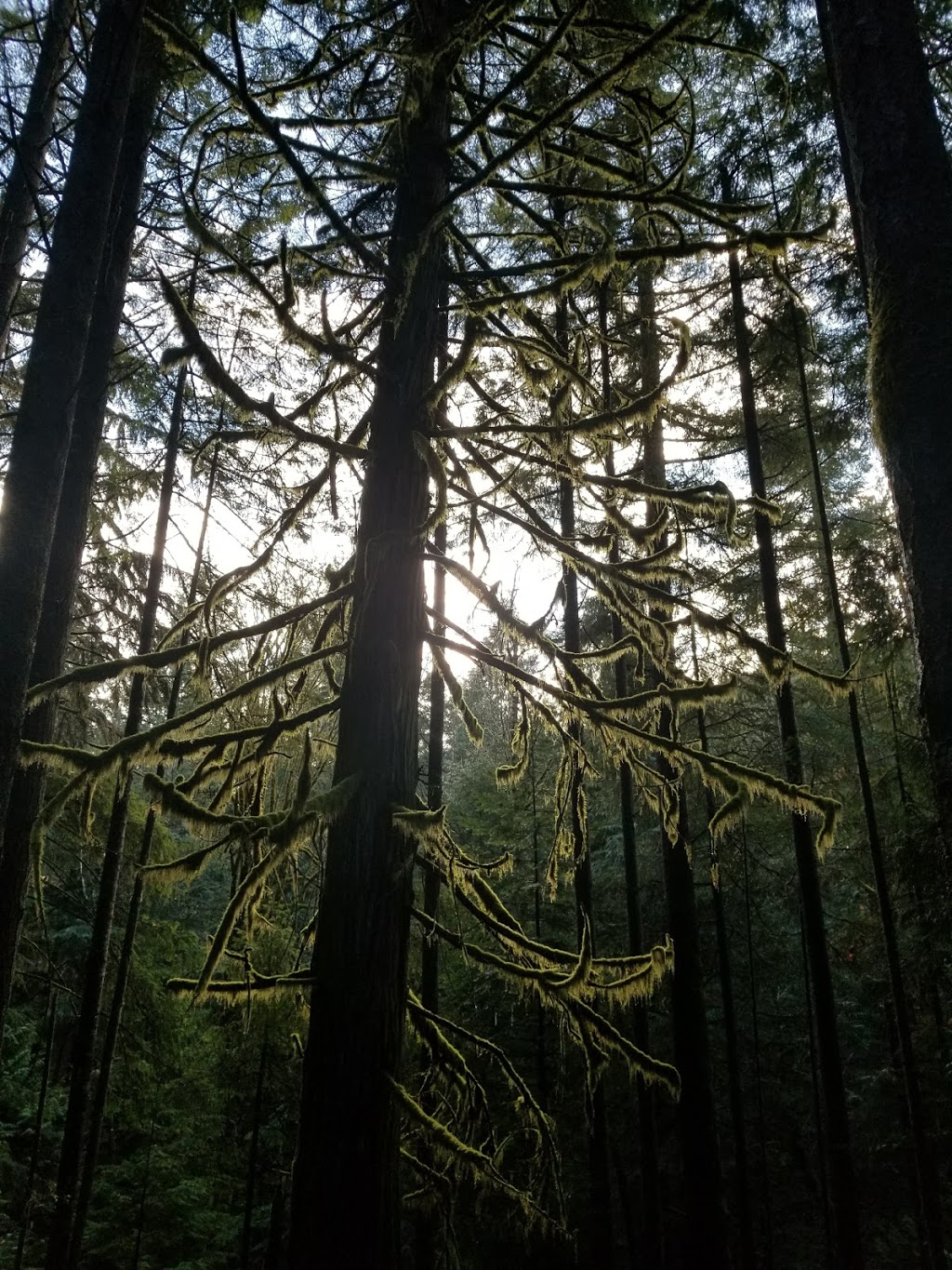 Gowlland Tod Provincial Park Parking Lot | 733 Caleb Pike Rd, Victoria, BC V9B 6G5, Canada