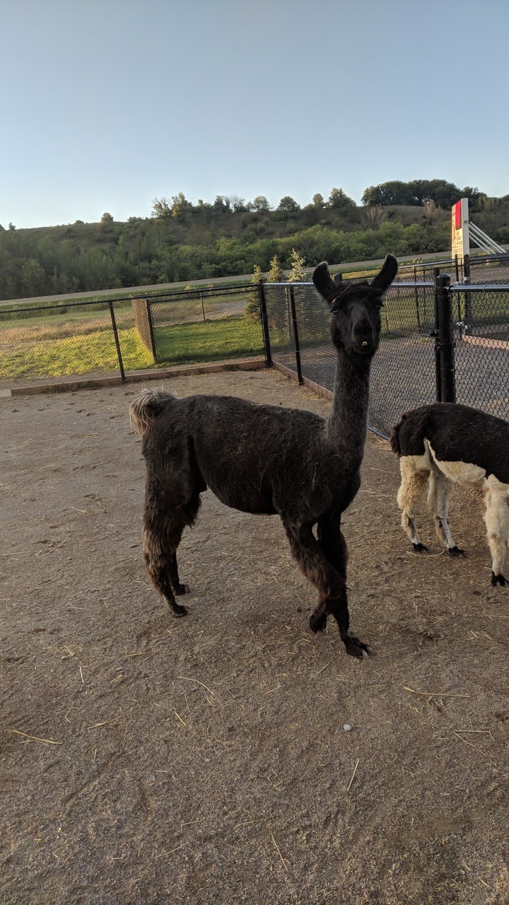The Big Apple Petting Zoo | 262 Orchard Rd, Colborne, ON K0K 1S0, Canada | Phone: (905) 355-2574