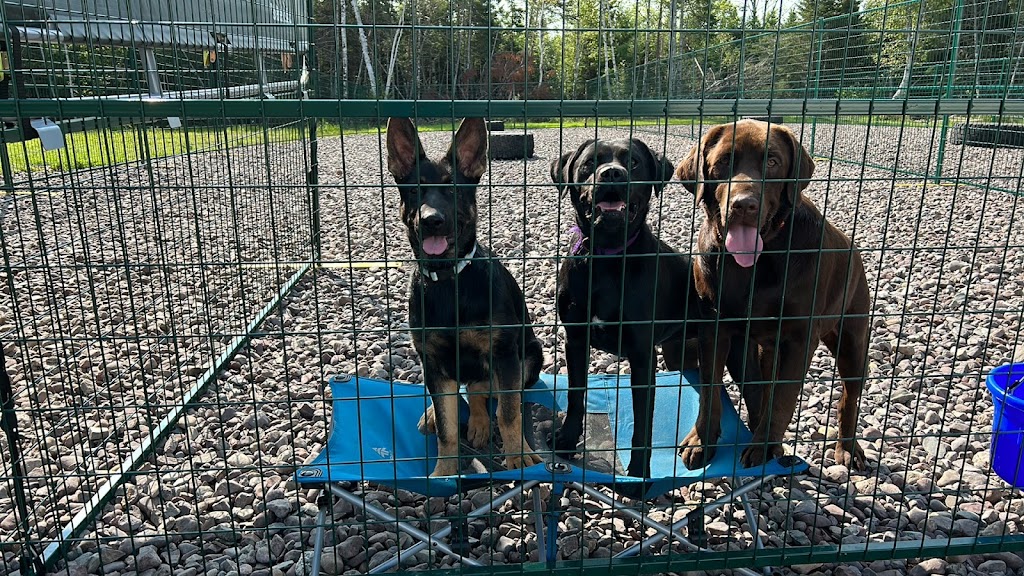 Knoctons Doggie Daycare and Boarding | 206 Dagger Woods Rd, Antigonish, NS B0H 1R0, Canada | Phone: (902) 870-7329