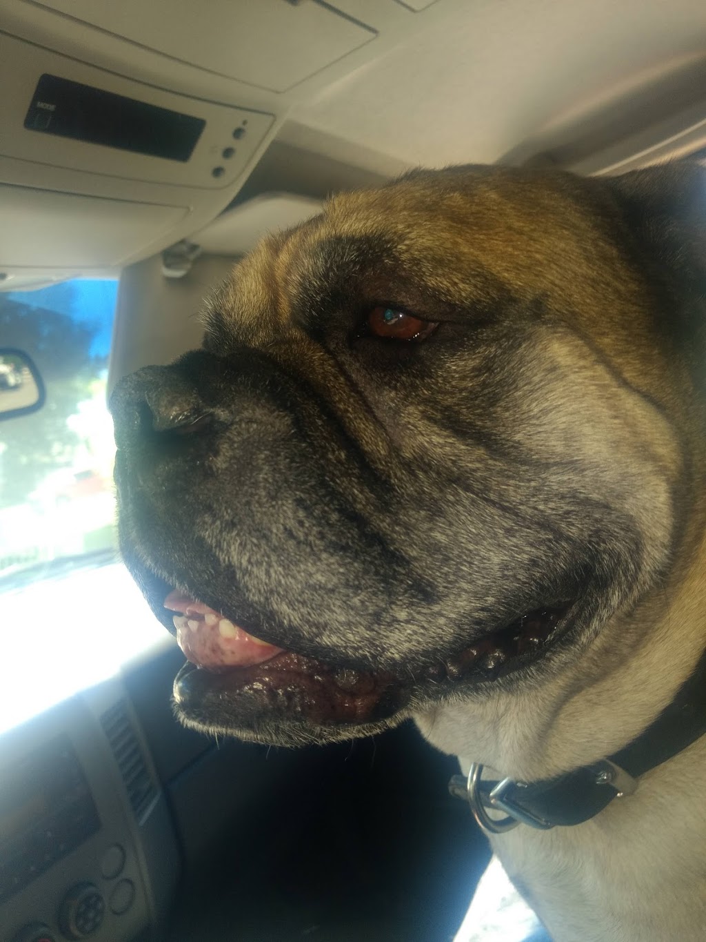 Corman Park Vet Services | Highway 14 west, Saskatoon, SK S7K 3K1, Canada | Phone: (306) 384-7676