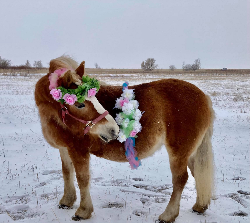 Alberta Family Horses Haflingers | AB-873, Rainier, AB T0J 2M0, Canada | Phone: (403) 363-2621