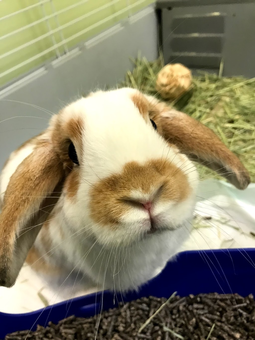 Calgary Avian & Exotic Pet Clinic | 2308 24 St SW #1, Calgary, AB T2T 5H8, Canada | Phone: (403) 240-3577