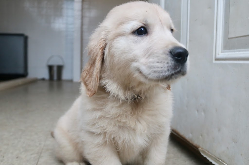 Roaming Rovers Dog Kennels Inc. | 265 Holland Rd, Fletchers Lake, NS B2T 1A1, Canada | Phone: (902) 497-5191