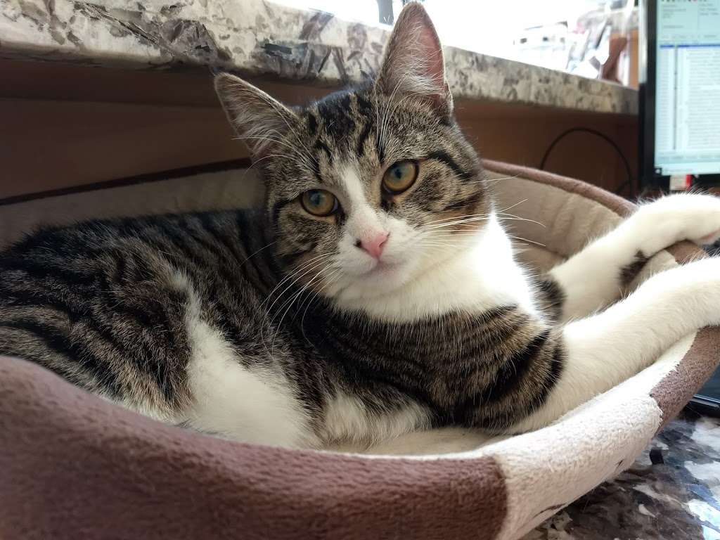 Eatonville Animal Hospital | 4932 Dundas St W, Etobicoke, ON M9A 1B7, Canada | Phone: (416) 231-3167
