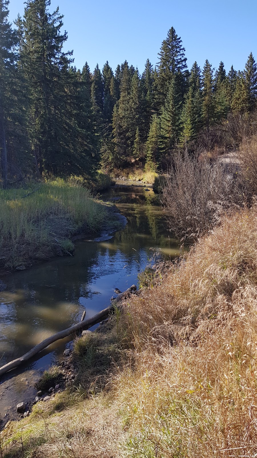 Big Bear Park | 1312 109 St NW, Edmonton, AB T6J 5X9, Canada