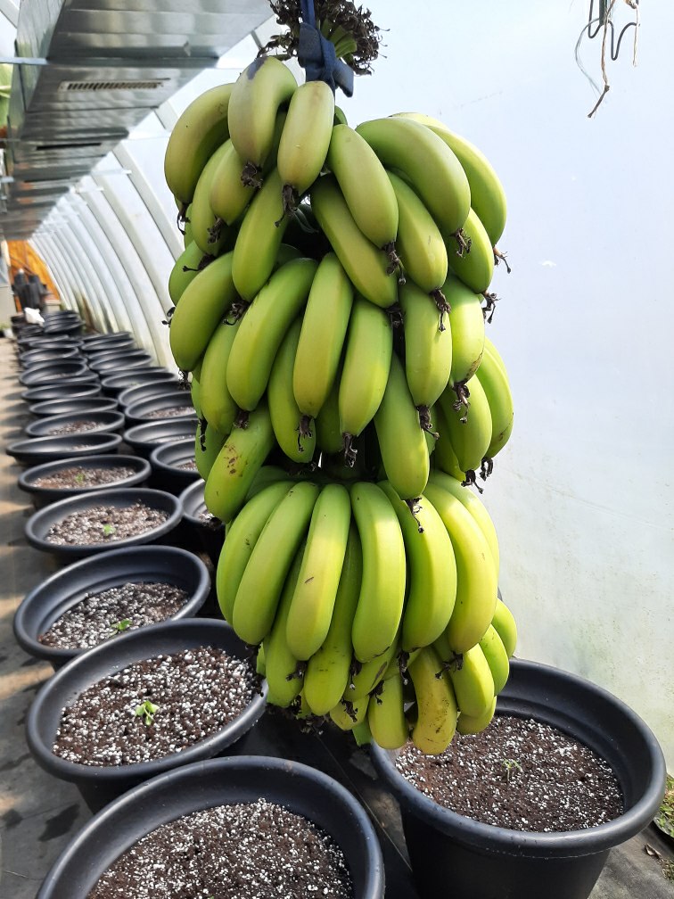 Canada Banana Farm | 38926 Moncrieff Rd, Blyth, ON N0M 1H0, Canada | Phone: (416) 399-9574
