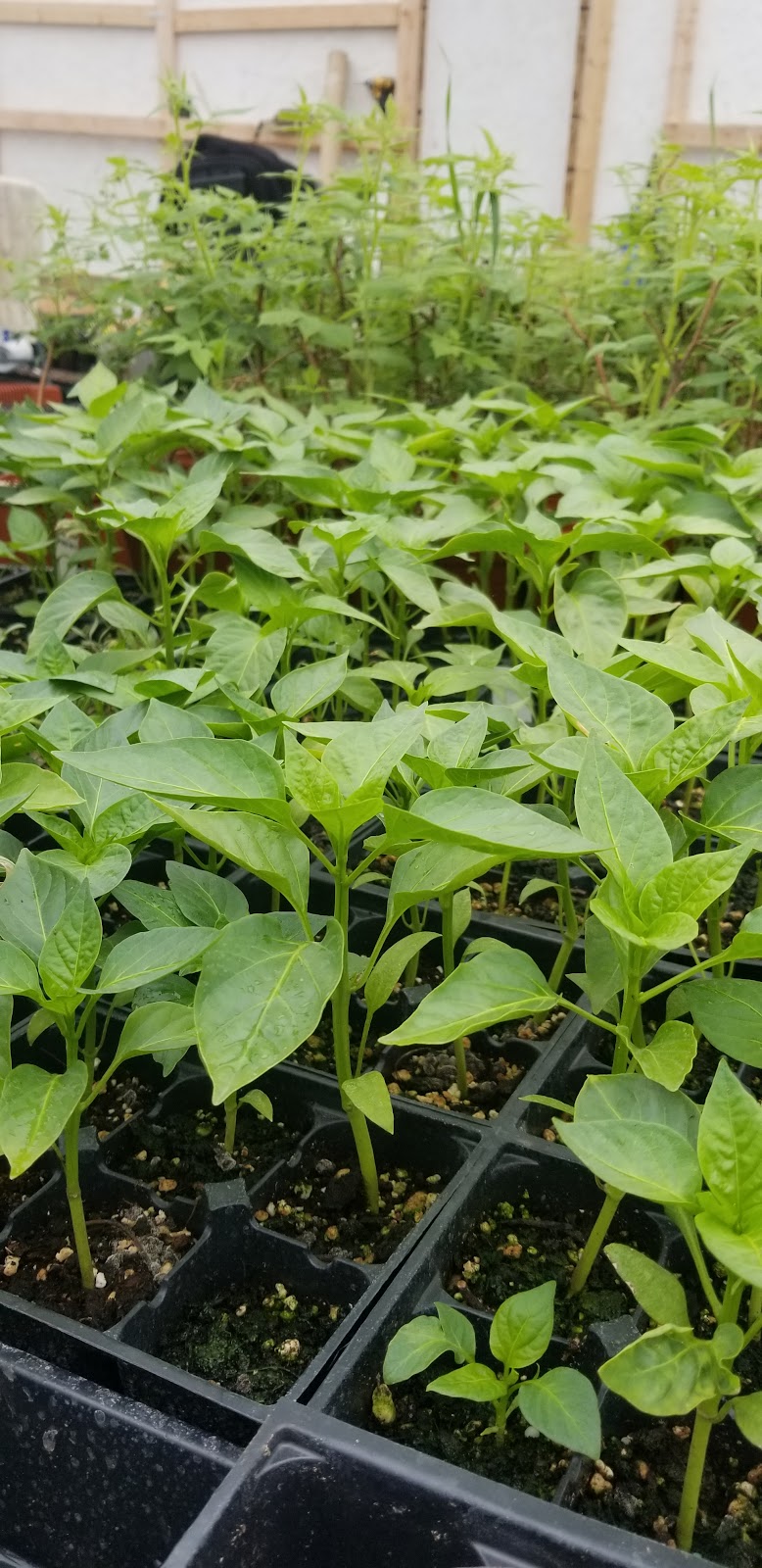 JOES HOME FARM and Greenhouses | 6866 Wellington 16, Belwood, ON N0B 1J0, Canada | Phone: (416) 562-4170