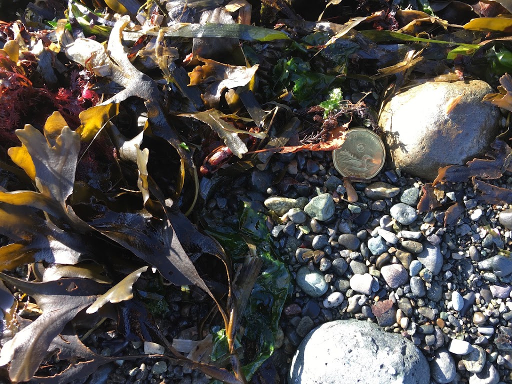 CR taxNfile | Black Creek, BC V9J 1K8, Canada | Phone: (250) 205-0008