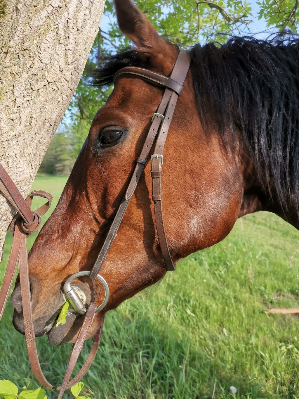 Sunny Equestrian Inc. | 11204 Kennedy Rd, Markham, ON L6C 1P1, Canada | Phone: (437) 989-2251