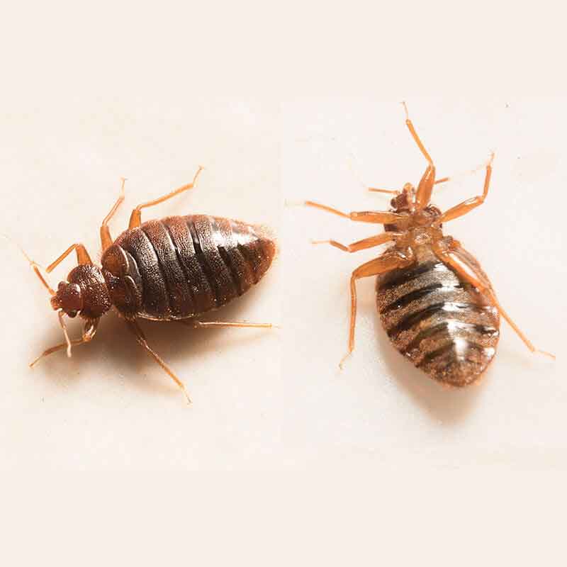 TOPLINE Pest Control | 21 Panamount St NW, Calgary, AB T3K 0H2, Canada | Phone: (403) 813-3666