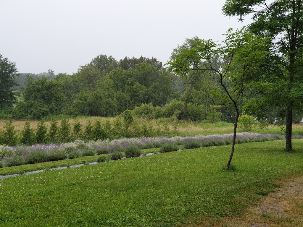 Christel Lake Lavender | 1381 Scugog Line 12, Greenbank, ON L0C 1B0, Canada | Phone: (905) 985-9060