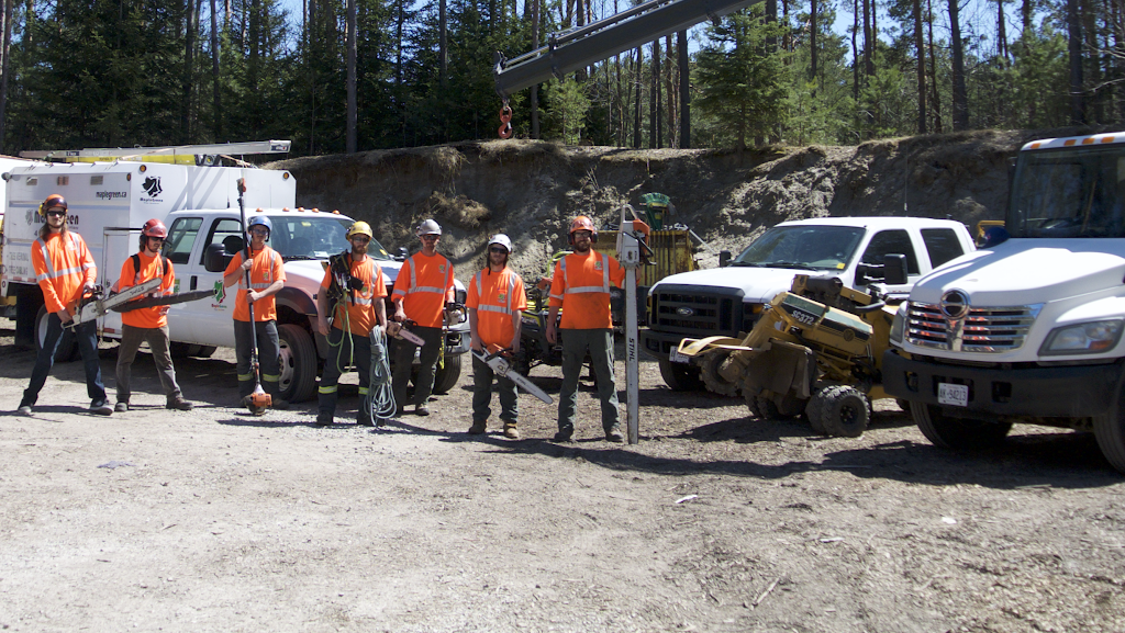 MapleGreen Tree Services | 58 Palmer Cir, Bolton, ON L7E 0A5, Canada | Phone: (416) 951-0487