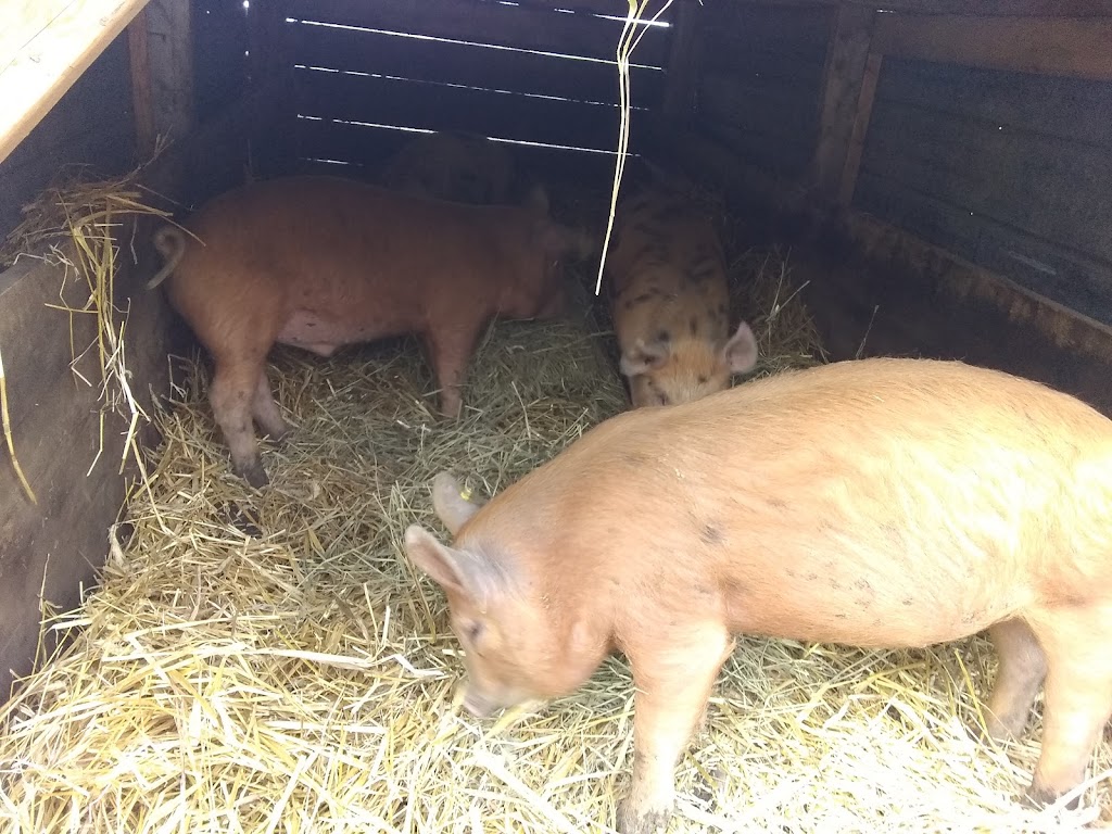 Kevin Farm | 445 Ballyduff Rd, Pontypool, ON L0A 1K0, Canada | Phone: (250) 415-7106