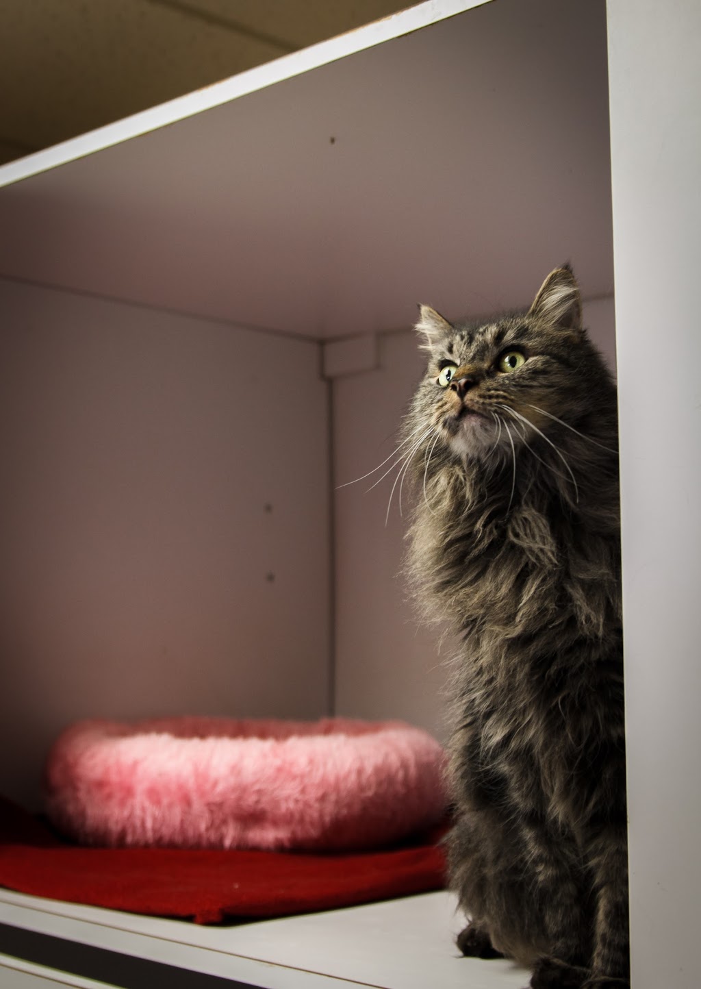 Bytown Cat Hospital | 422 McArthur Av, Ottawa, ON K1K 1G6, Canada | Phone: (613) 741-2460