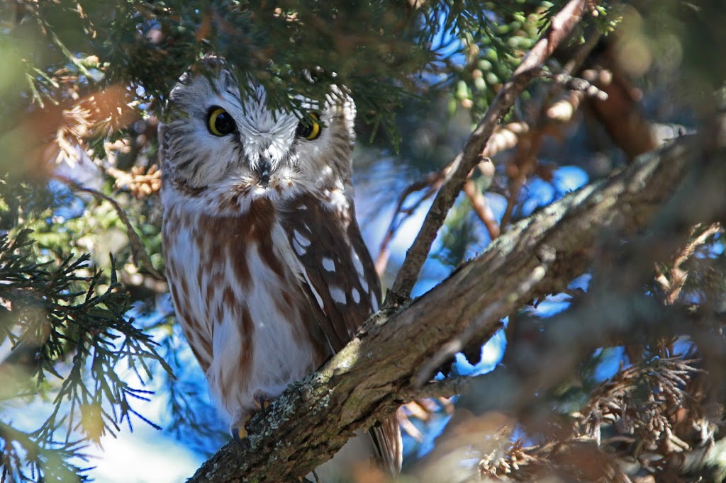 Eastern Ontario Birding | 88 Stradwick Ave, Nepean, ON K2J 2Y9, Canada | Phone: (613) 558-6821