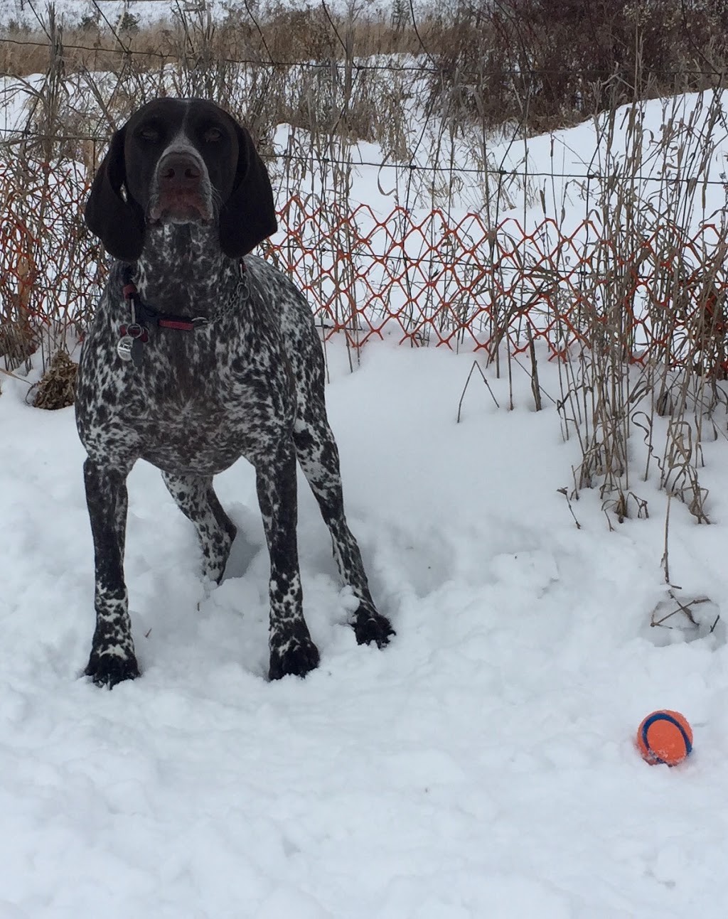 Canine Commons | Industrial Pkwy N, Aurora, ON L4G 4C4, Canada