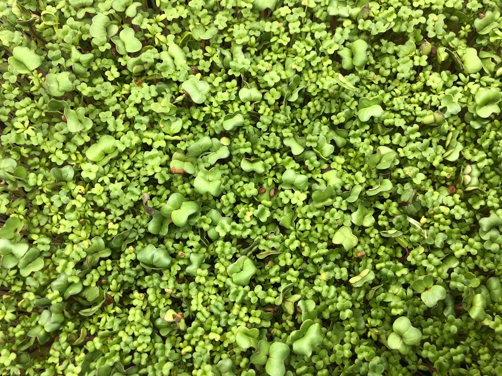 Magic Rabbit Microgreens | 2678 County Rd 12, Essex, ON N8M 2X6, Canada | Phone: (519) 999-1112