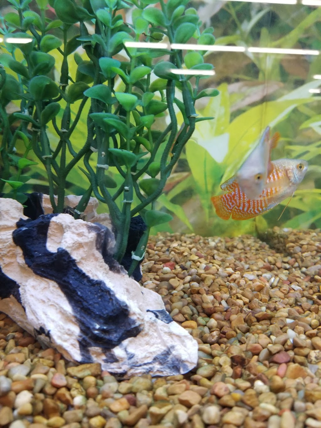 PetSmart | 3020 Meadows Pkwy Unit 120, Saskatoon, SK S7V 0R6, Canada | Phone: (306) 242-3520
