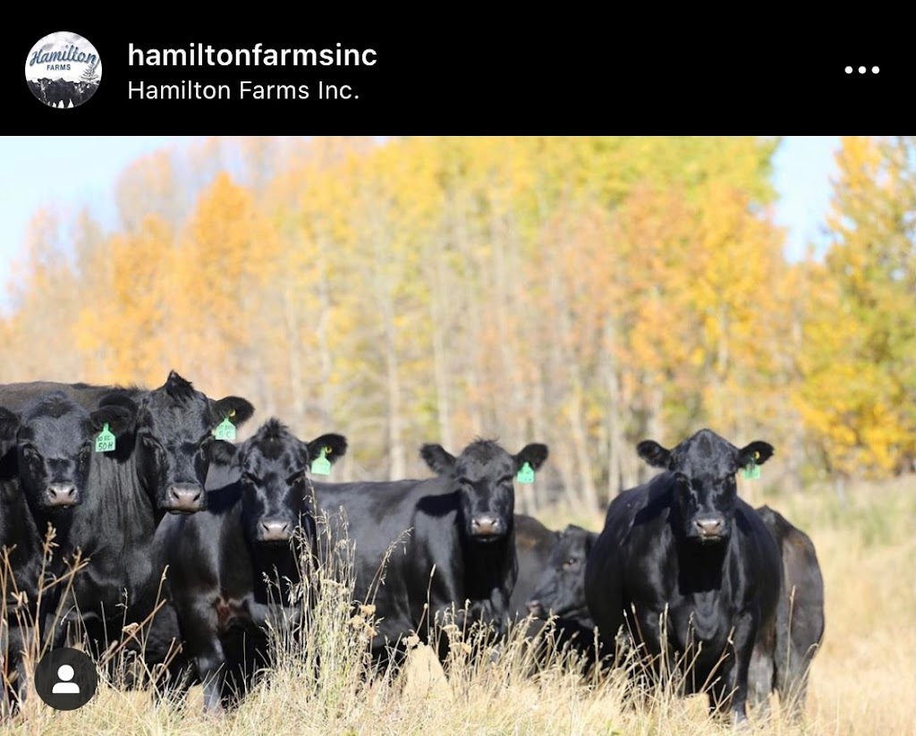 Hamilton Farms Inc | 274132 Range Rd 33, Rockyview County, AB T0M 1L0, Canada | Phone: (403) 932-5980