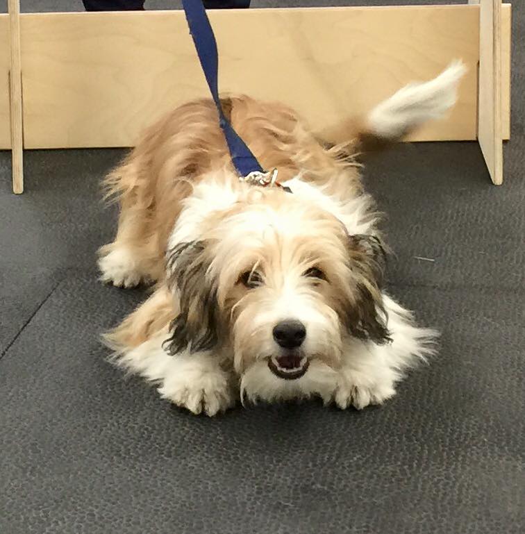 Ellies Wag and Train KW | 1680 Victoria St N, Kitchener, ON N2B 3E5, Canada | Phone: (519) 742-4000