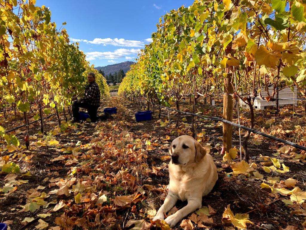 Gold Hill Winery | 3502 Fruitvale Way, Oliver, BC V0H 1T1, Canada | Phone: (250) 495-8152