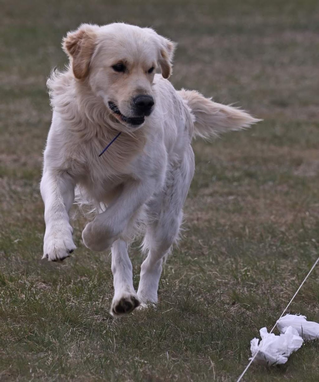 Silverstar Kennels | 22275 Township Rd 362, Red Deer County, AB T0M 1K0, Canada | Phone: (587) 447-7744
