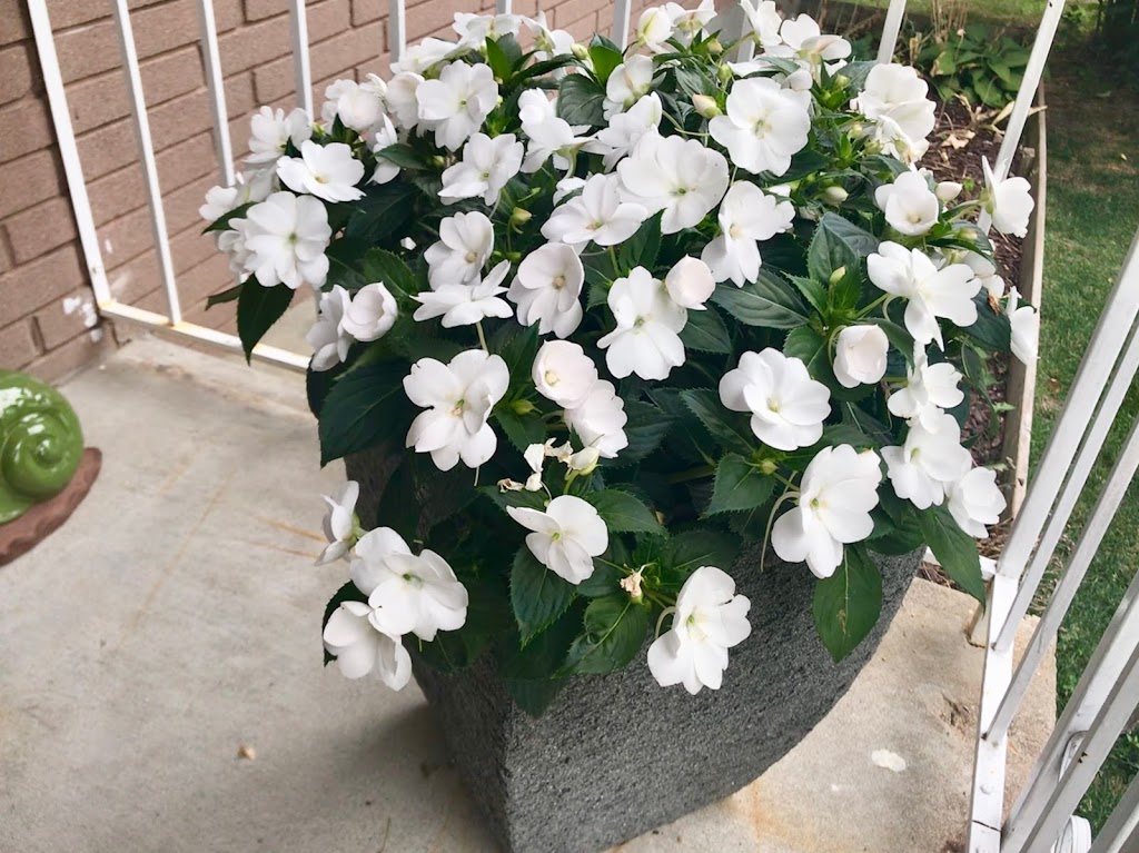 Van Luyk Greenhouses and Garden Centre | 1728 Gore Rd, London, ON N5W 5L5, Canada | Phone: (519) 455-2646