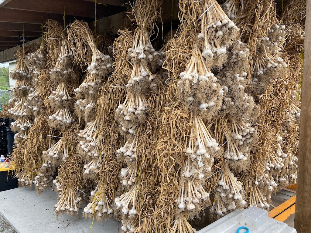 Mangat farms garlic and U-pick blueberries | 17327 32 Ave, Surrey, BC V3S 0L5, Canada | Phone: (778) 240-5044