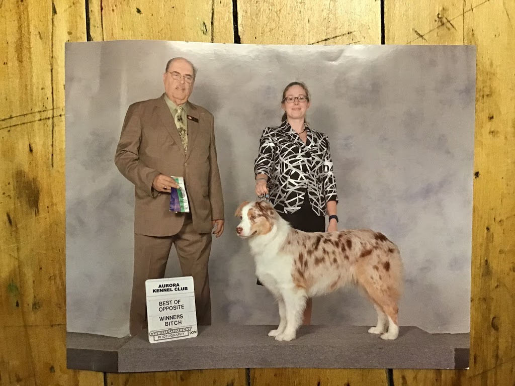 HHC kennels | County Rd, 21 Murphy Rd #6541, Alliston, ON L9R 1V2, Canada | Phone: (705) 424-2423