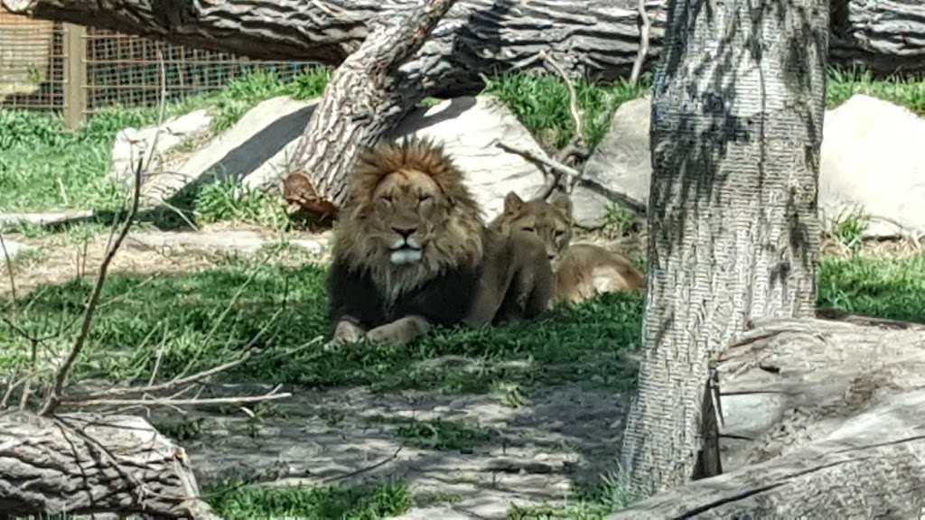 Calgary Zoo | 210 St. Georges Drive NE, Calgary, AB T2E 7V6, Canada | Phone: (403) 232-9300