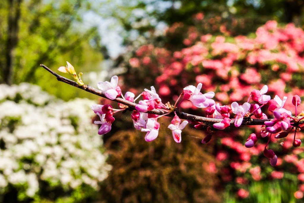Century Gardens | Burnaby, BC V5G 2J3, Canada