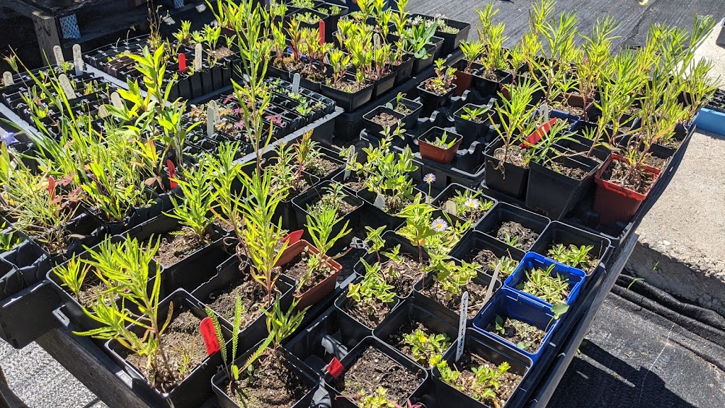 ALCLA Native Plants | Visits By Appointment Only, Calgary, AB T3L 2P5, Canada | Phone: (403) 889-4795