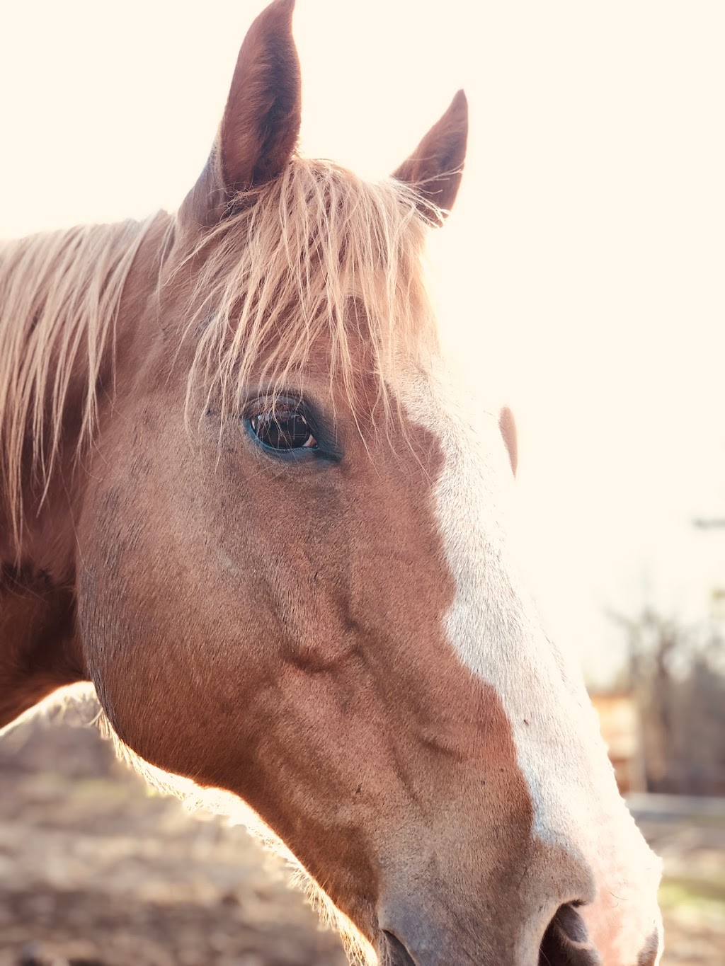 Rainbows End Equestrian Centre & ET Stitchery | 7153 NS-207, West Chezzetcook, NS B0J 1N0, Canada | Phone: (902) 802-8674