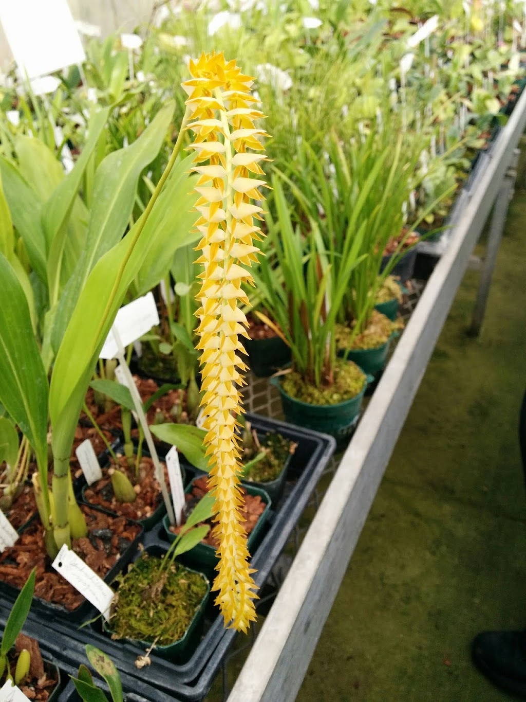 Paramount Orchids | 95 Renz Rd, Parksville, BC V9P 1E8, Canada | Phone: (250) 248-7023