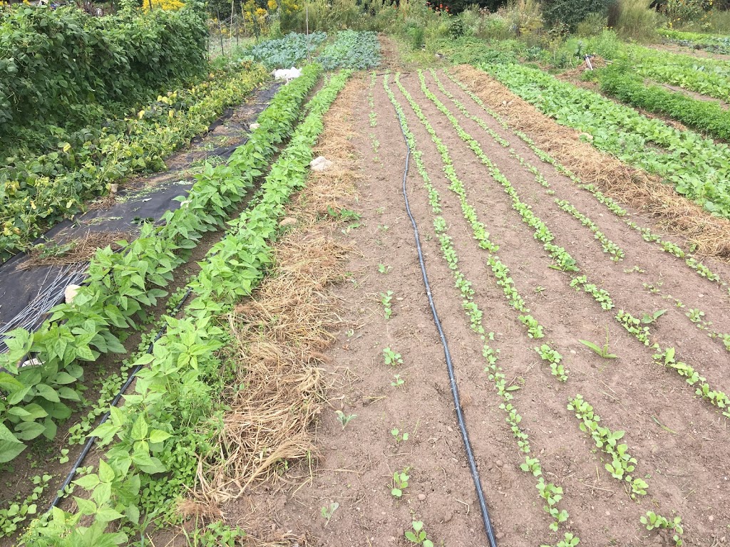 Branching Path Farm | 9 Culver Ln, Simcoe, ON N3Y 2S2, Canada | Phone: (647) 772-7702