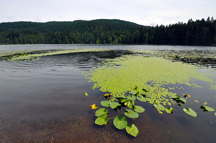 Crippen Regional Park | 430 Bowen Island Trunk Rd #2, Bowen Island, BC V0N 1G0, Canada | Phone: (604) 224-5739
