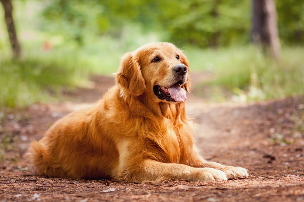 Rosedale Goldens | 50755 Yale Rd, Rosedale, BC V0X 1X2, Canada | Phone: (604) 798-5939