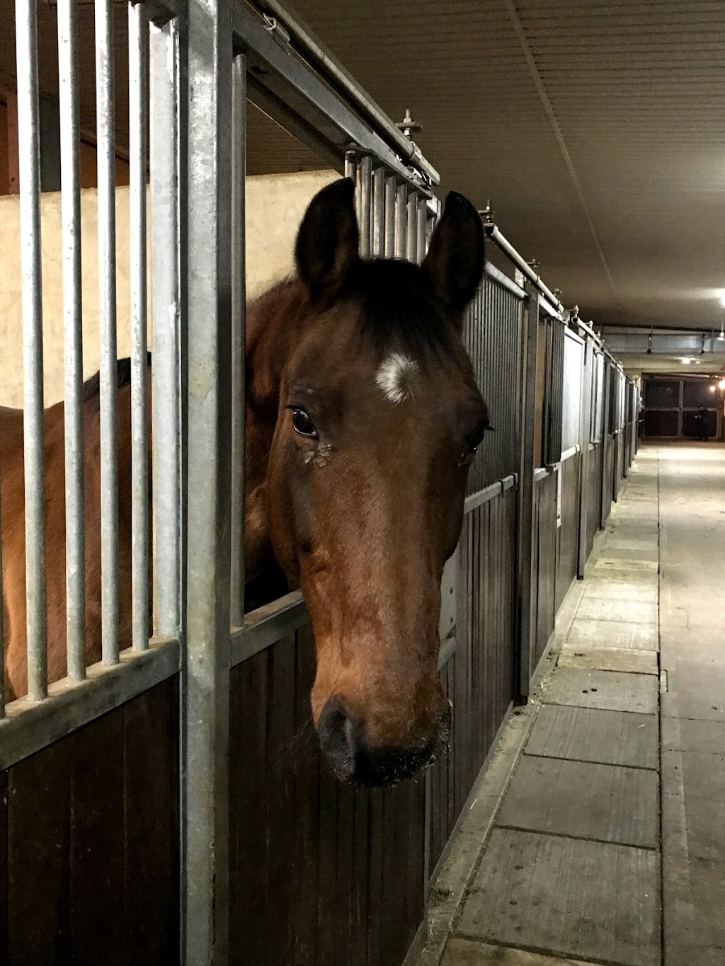 Wachter Horses | 34459, Range Rd 282, Red Deer County, AB T4G 0G3, Canada | Phone: (403) 588-4888