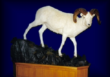 Rons Taxidermy | 890 Woodville Rd, Woodville, ON K0M 2T0, Canada | Phone: (705) 439-2196