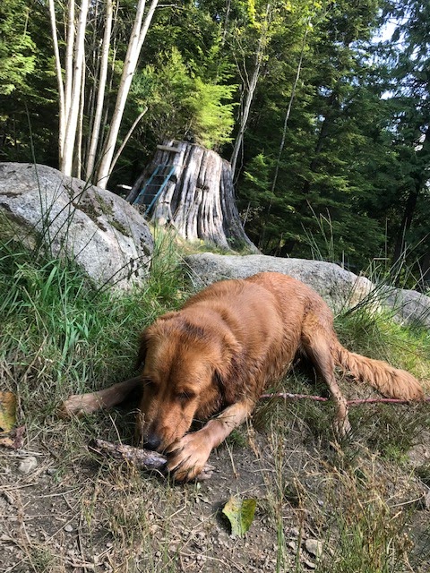Camp Good Dog | 28316 Dewdney Trunk Rd, Maple Ridge, BC V2W 1M1, Canada | Phone: (604) 515-2267