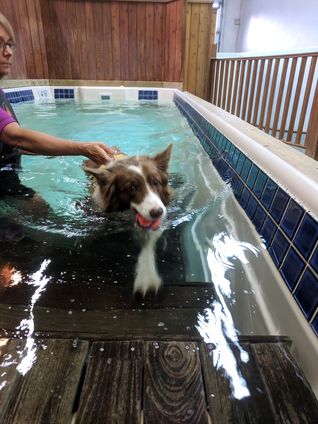K9 Rehab Wellness Centre | 9537 Manzer St, Mission, BC V4S 1H1, Canada | Phone: (604) 435-0002