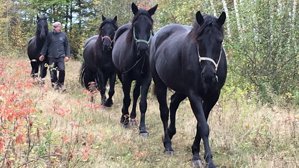 Windy Willow Ranch | 916 Ch du 4e-Rang, LIsle-aux-Allumettes, QC J0X 1M0, Canada | Phone: (819) 923-0654