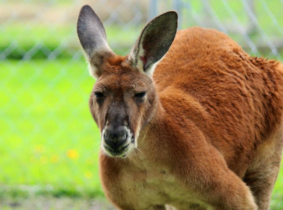 Papanack Park Zoo 150 County Rd 19, Wendover, ON K0A 3K0, Canada