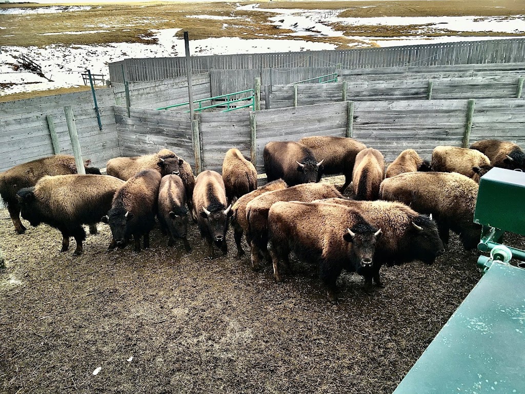 Tumbleweed Bison | Range Rd 250, Buoyant, AB T0M 1Y0, Canada | Phone: (403) 546-2542