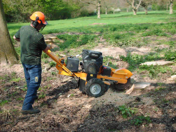 Mississauga Stump Removal | 82 Fountainbridge Dr, Bolton, ON L7E 1V6, Canada | Phone: (647) 448-2395