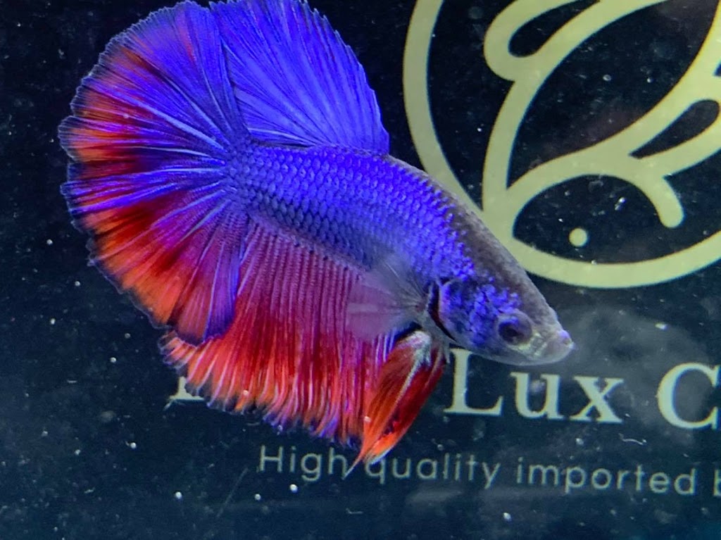 Betta Lux Canada | 536 Third St Unit 12, London, ON N5V 4R5, Canada | Phone: (226) 700-0224