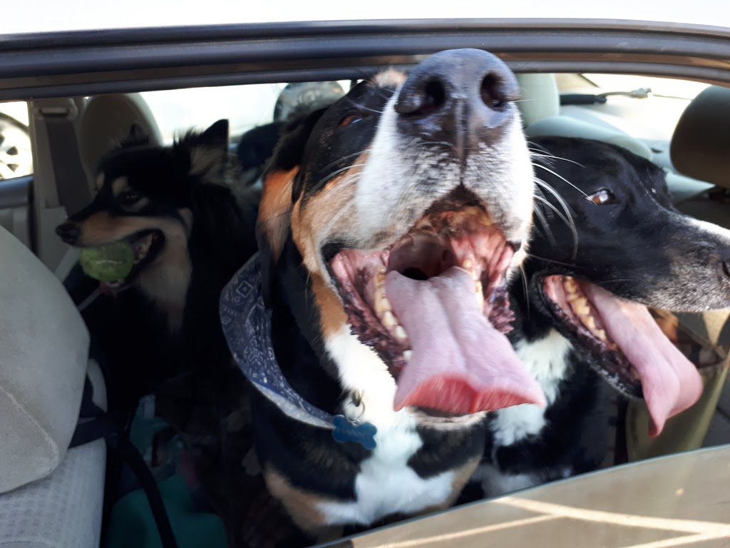 Cambridge Veterinary Services | 1223 Cedar Creek Rd, Cambridge, ON N1R 5S5, Canada | Phone: (519) 623-3347