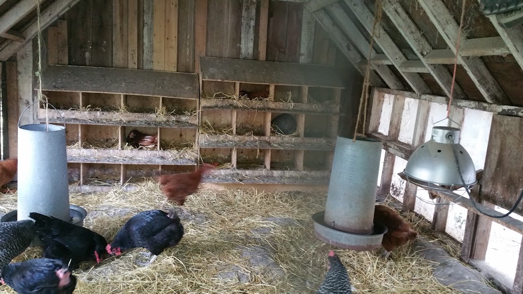 Edible Acres | 21083 Purple Hill Rd, Thorndale, ON N0M 2P0, Canada | Phone: (519) 520-0175